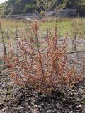 Salsola tragus