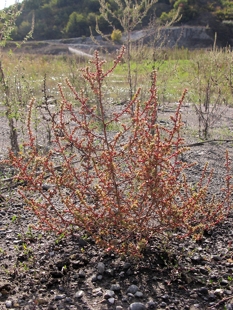 Изображение особи Salsola tragus.