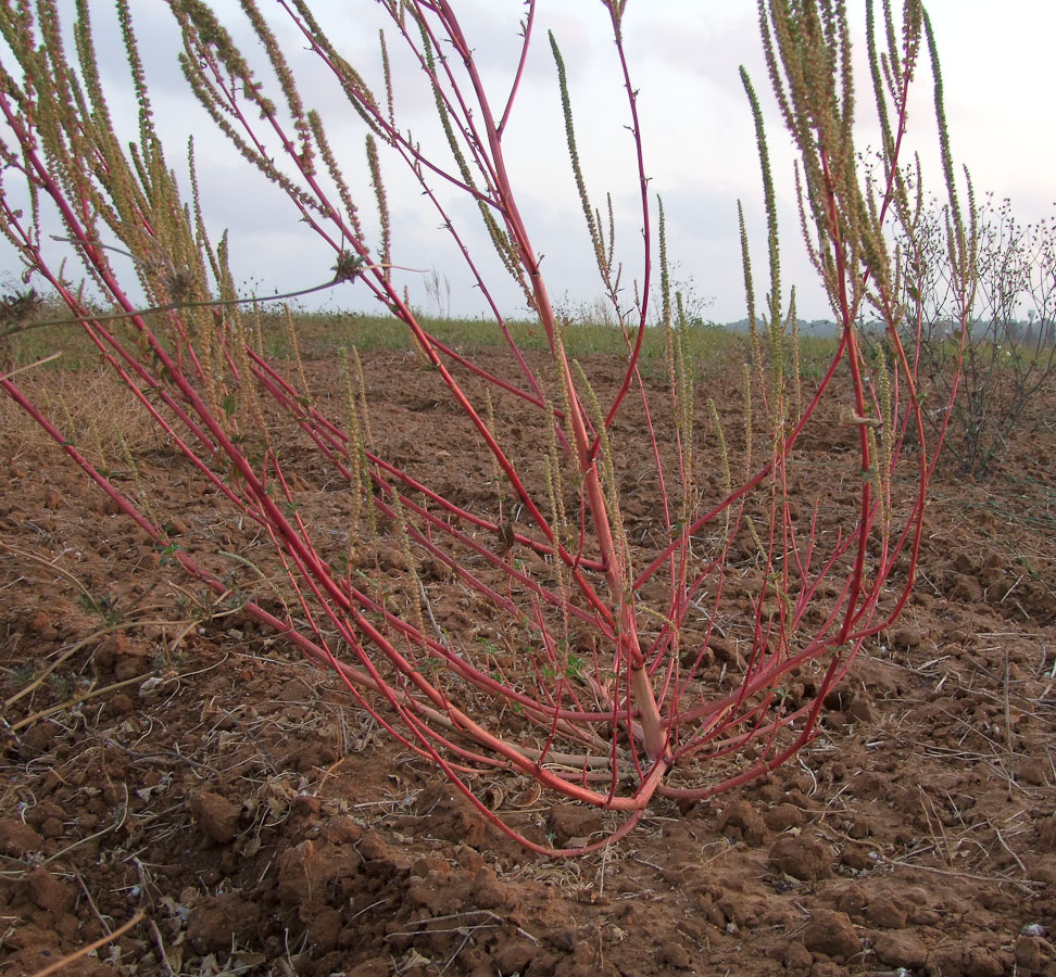 Изображение особи Amaranthus palmeri.