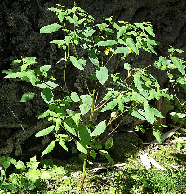 Image of Impatiens noli-tangere specimen.