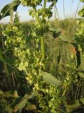 Rumex stenophyllus. Средняя часть стебля. Краснодарский край, Кущёвский р-н, станица Шкуринская, сазовая степь. 25.06.2009.