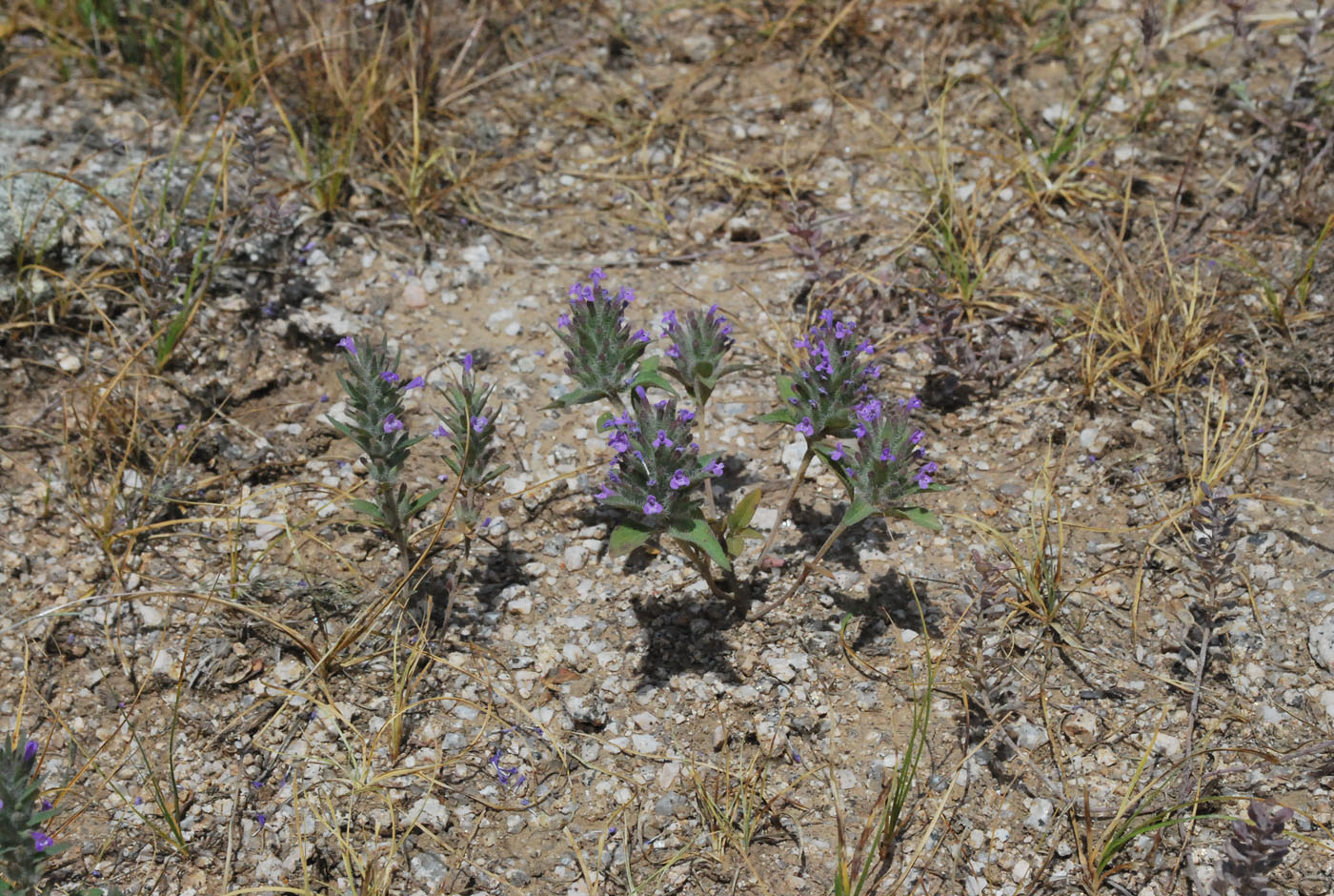 Image of Ziziphora tenuior specimen.