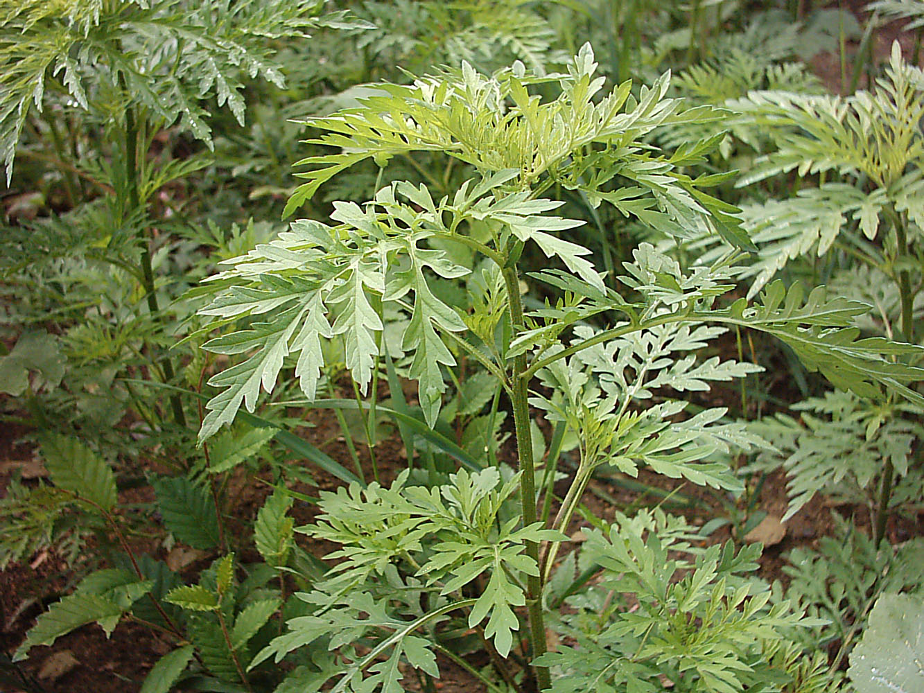 Image of Ambrosia artemisiifolia specimen.
