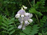 Vicia sylvatica. Побег с соцветием. Хабаровский край, Ванинский р-н, окр. пос. Высокогорный. 29.07.2013.