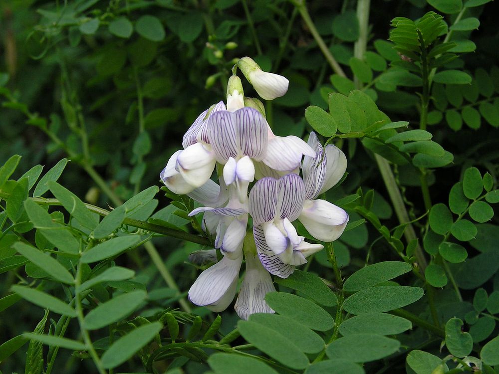 Image of Vicia sylvatica specimen.