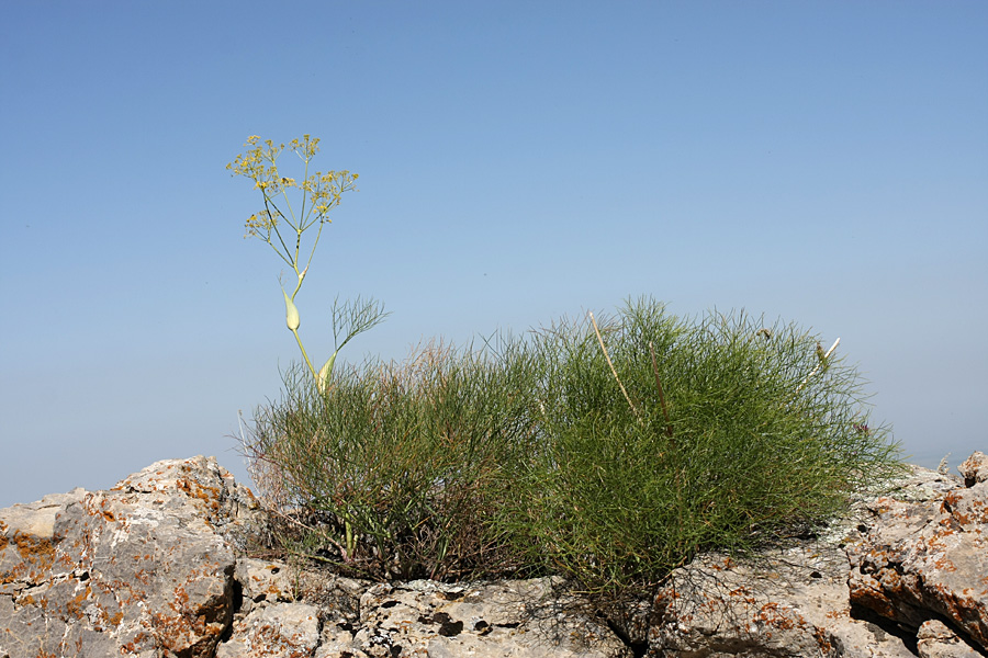 Image of Ferula ugamica specimen.