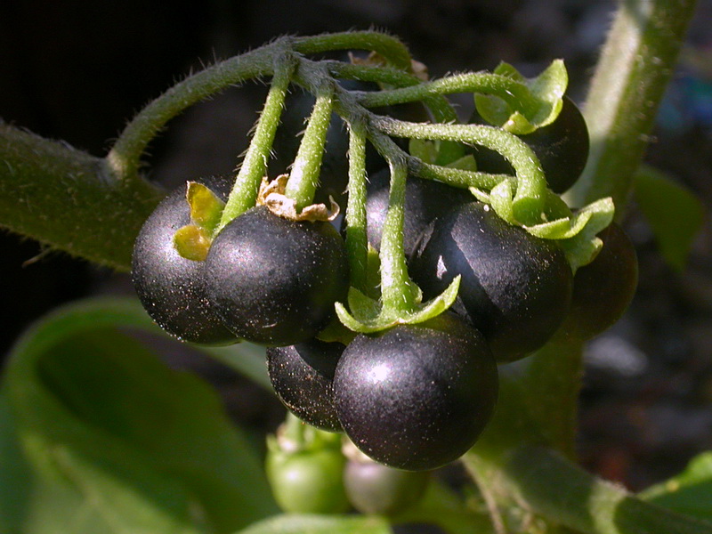 Изображение особи Solanum nigrum.