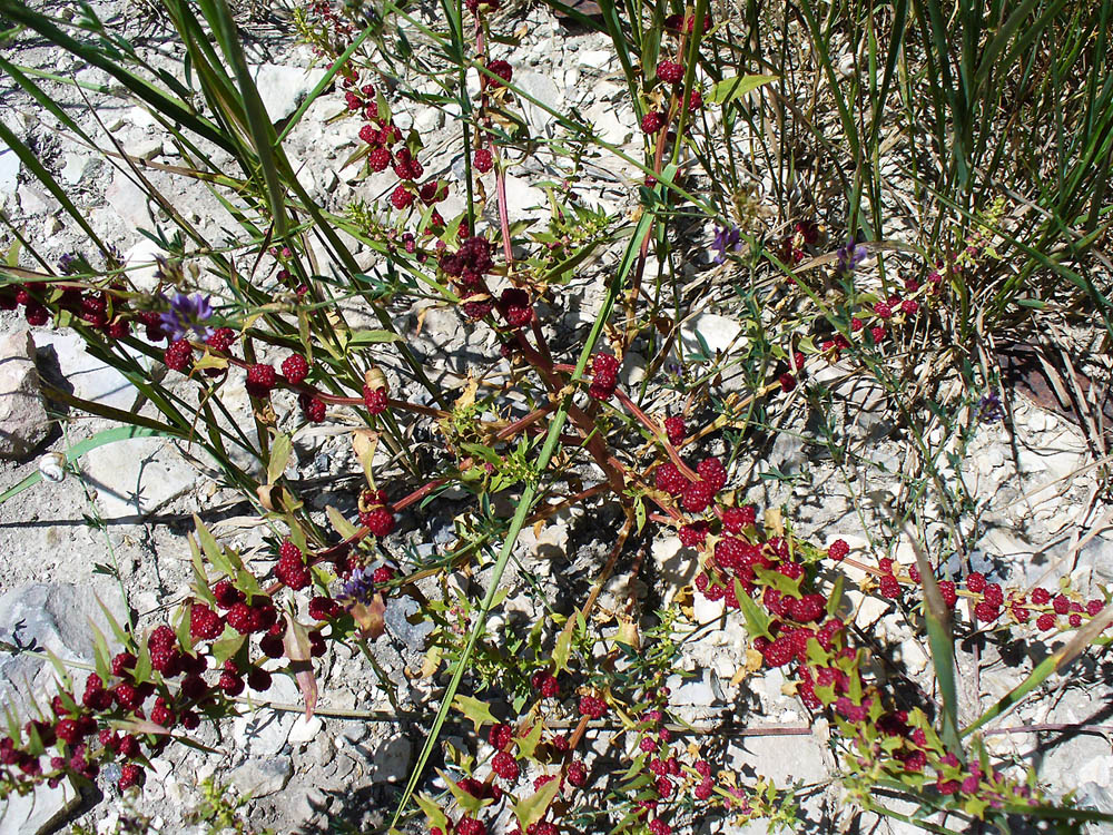 Image of Blitum virgatum specimen.