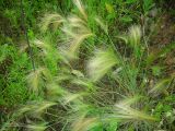 Hordeum jubatum