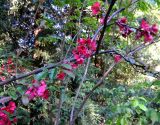 Chaenomeles speciosa. Ветвь цветущего растения. ЮБК, Никитский ботанический сад. 03.05.2007.