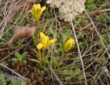 Gagea bohemica