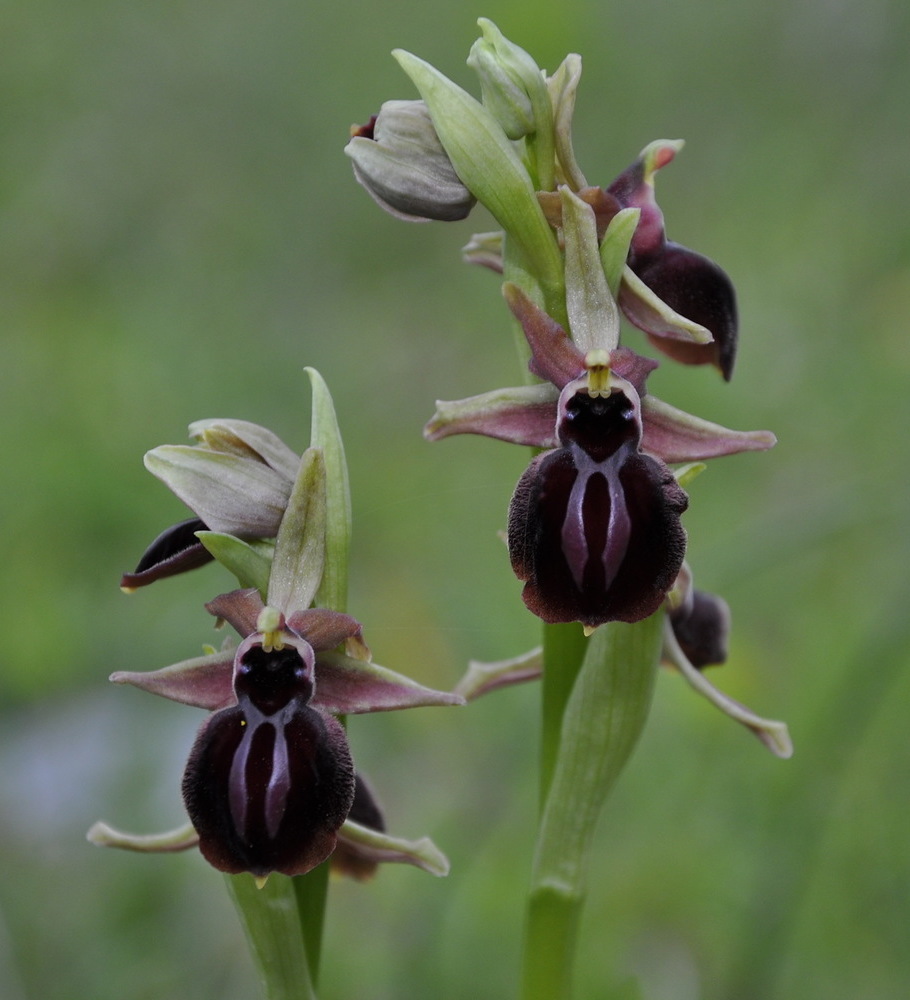 Изображение особи Ophrys mammosa.