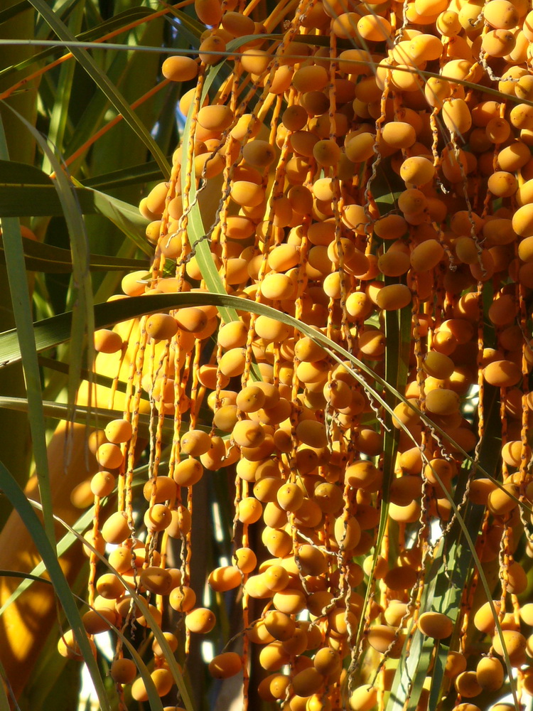 Image of Phoenix canariensis specimen.