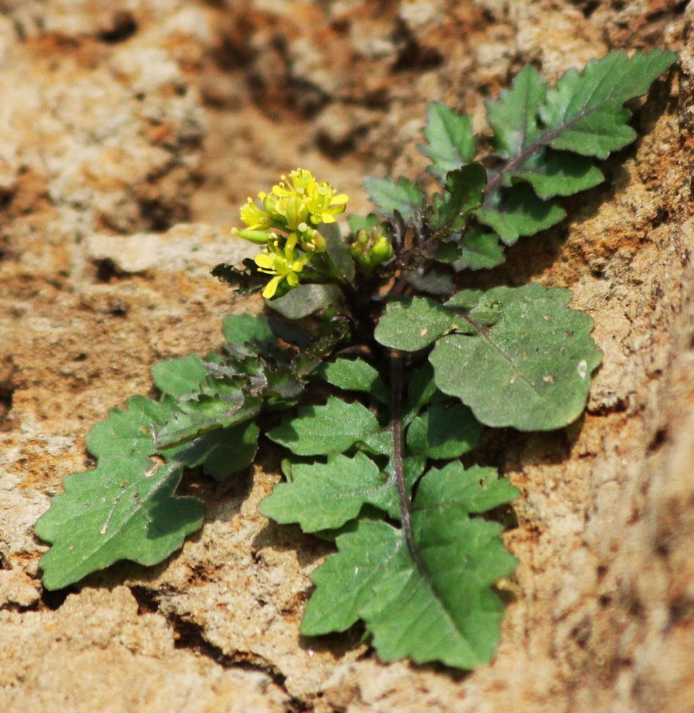 Image of Rorippa palustris specimen.