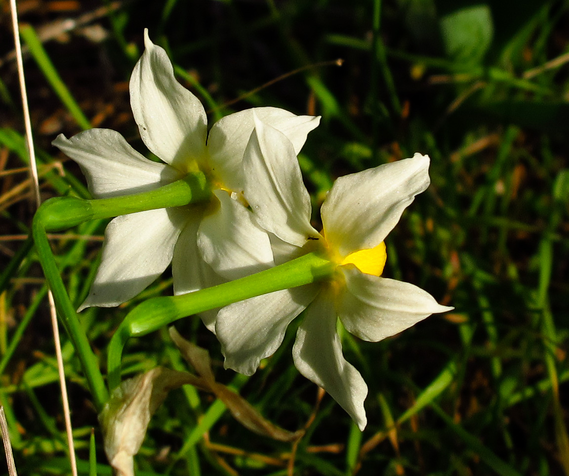 Image of Narcissus tazetta specimen.