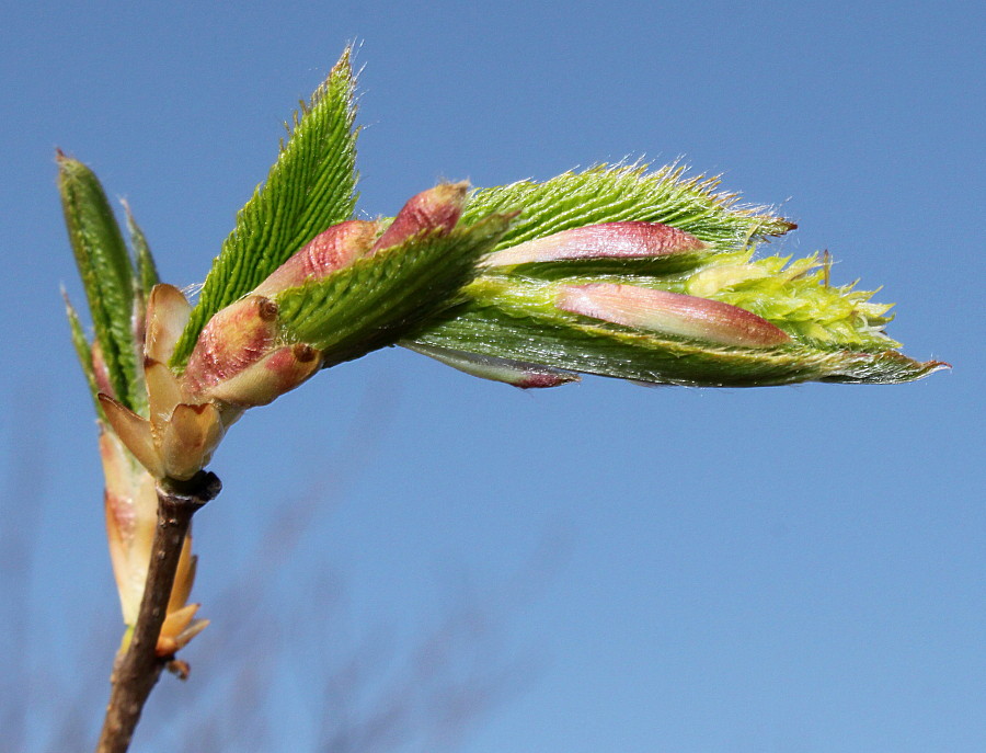 Изображение особи Carpinus cordata.