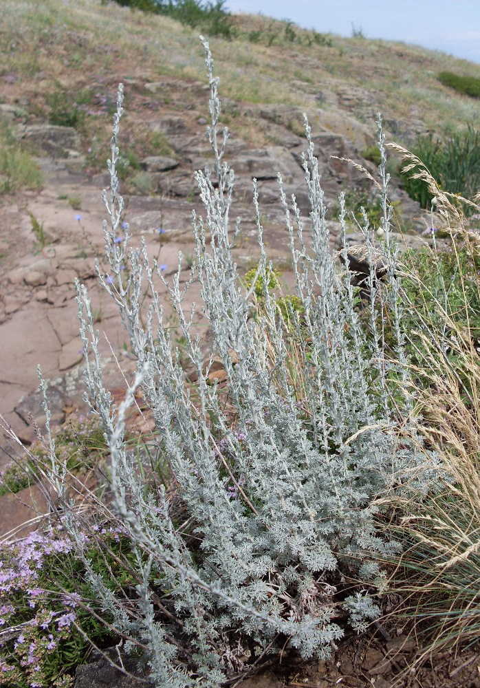 Image of genus Artemisia specimen.