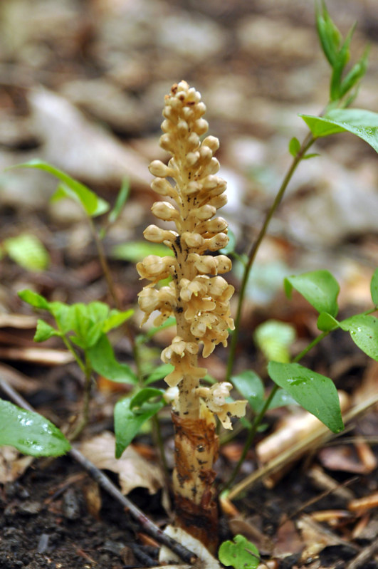 Image of Neottia nidus-avis specimen.