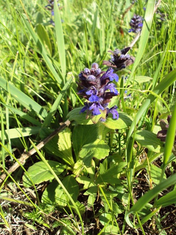 Image of Ajuga genevensis specimen.