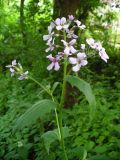 род Hesperis