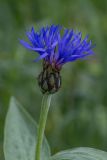 Centaurea montana