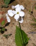 Brassicaceae