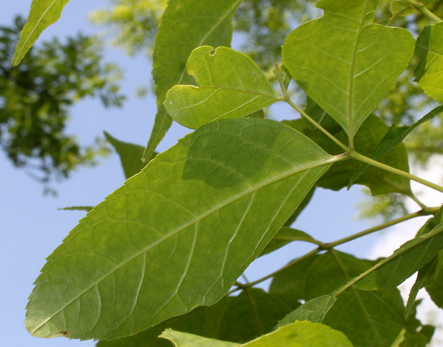 Изображение особи Fraxinus quadrangulata.