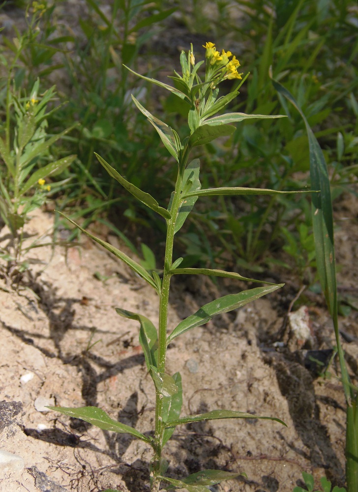 Изображение особи Erysimum cheiranthoides.