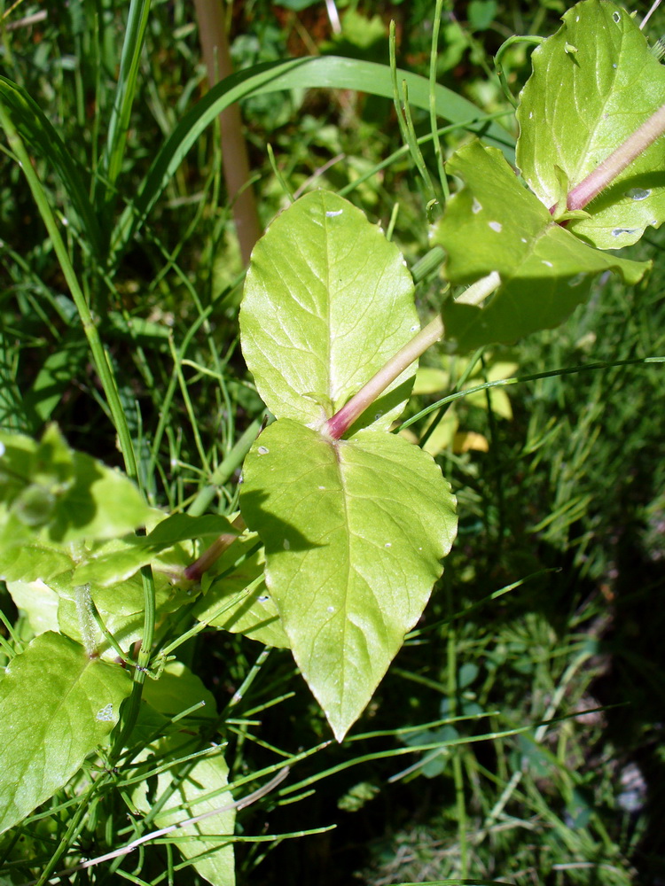 Image of Myosoton aquaticum specimen.