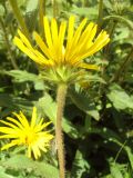 Inula hirta