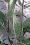 Verbascum marschallianum. Стебель, листья. Крым, Бабуган-Яйла. 1 июля 2009 г.