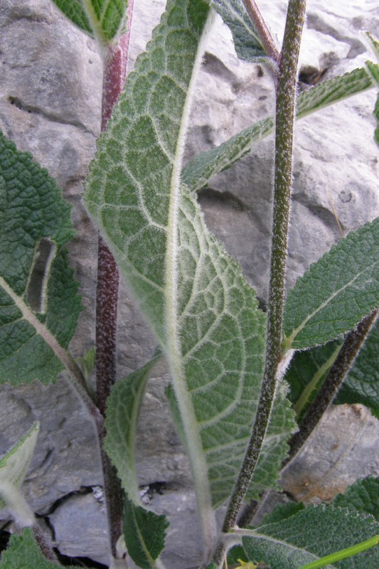 Image of Verbascum marschallianum specimen.