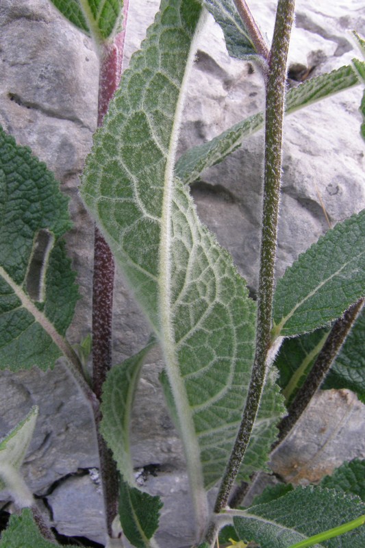 Изображение особи Verbascum marschallianum.