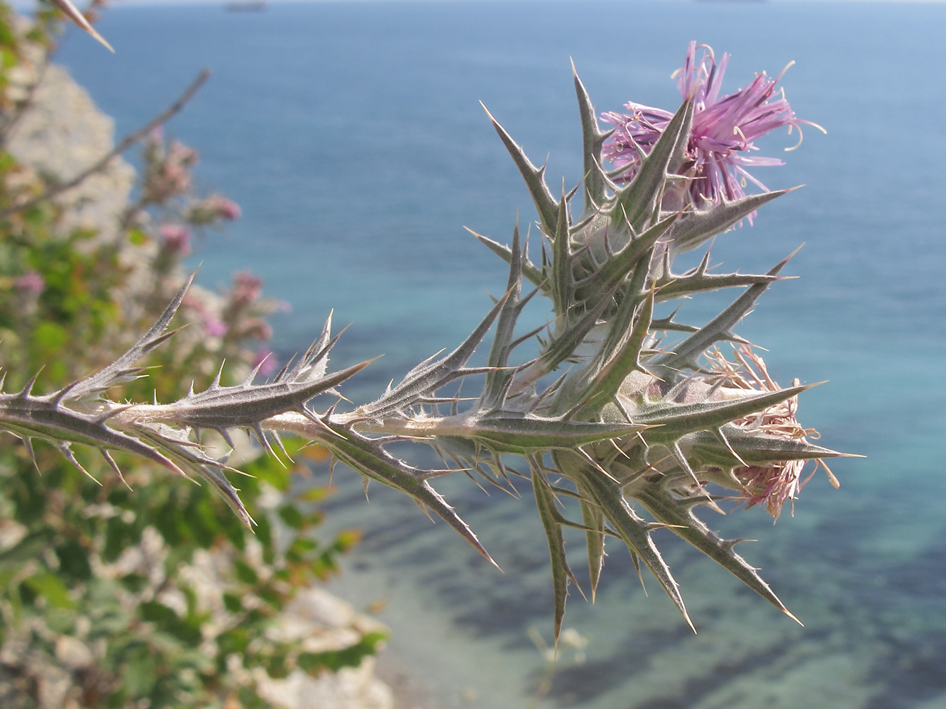 Image of Carthamus glaucus specimen.