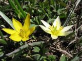 Tulipa dasystemonoides