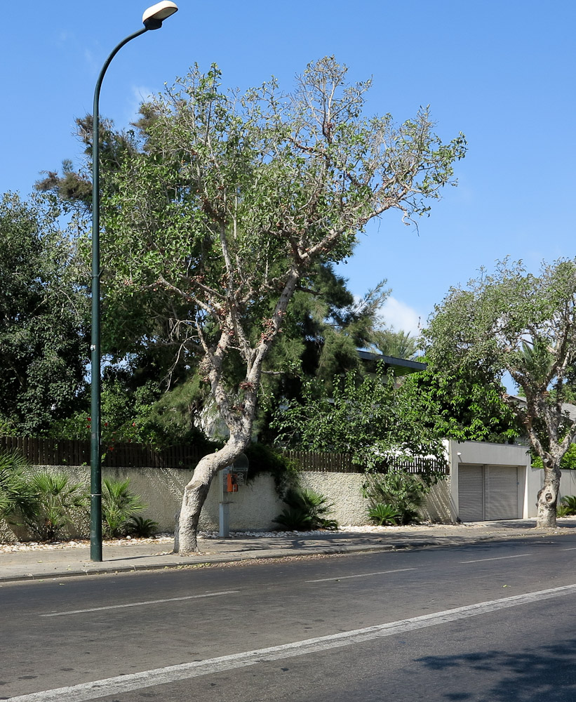 Изображение особи Ficus sycomorus.