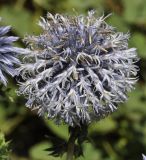 Echinops bannaticus