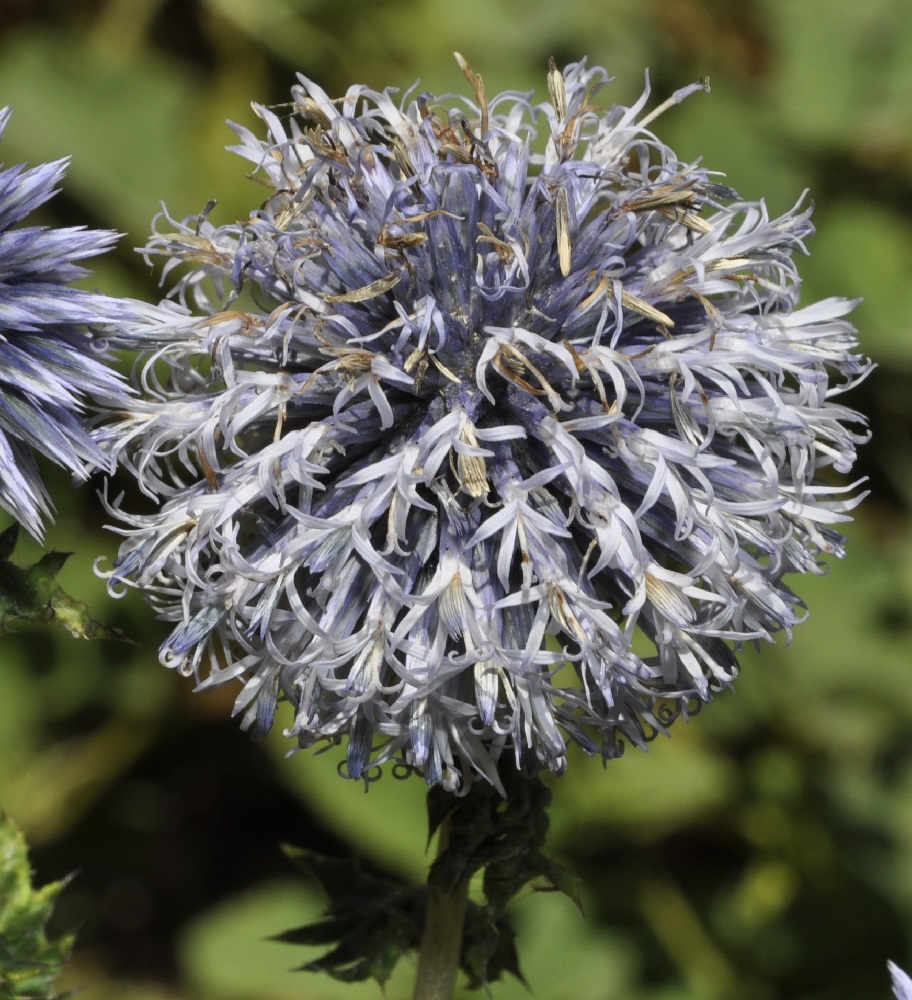 Изображение особи Echinops bannaticus.