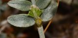 Astragalus amalecitanus
