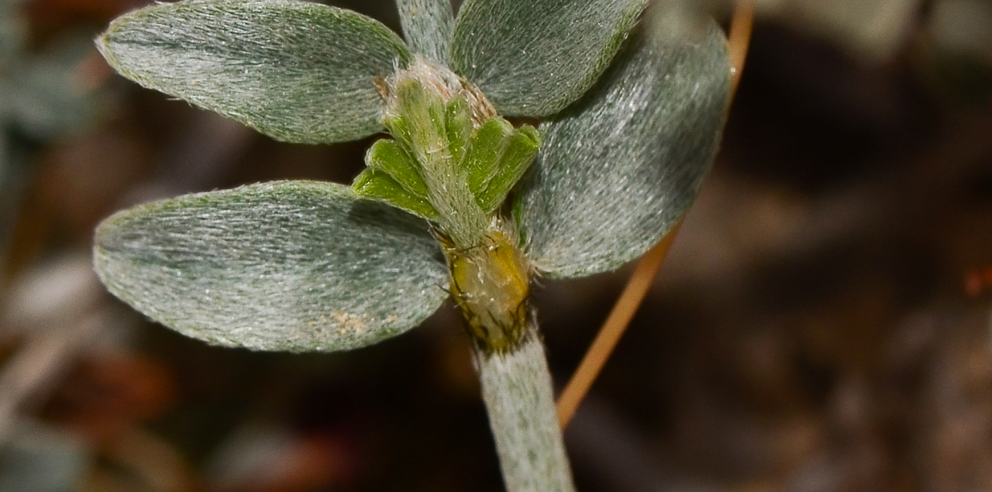 Изображение особи Astragalus amalecitanus.