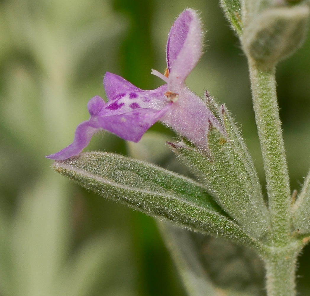 Image of Stachys aegyptiaca specimen.