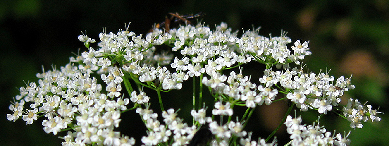 Image of Pimpinella nigra specimen.