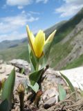 Tulipa berkariensis. Цветущее растение. Южный Казахстан, Зап. Тянь-Шань, Таласский Алатау, запов. Аксу-Джабаглы, ур. Улькен-Каинды, ≈ 2500 м н.у.м. 16 июня 2012 г.