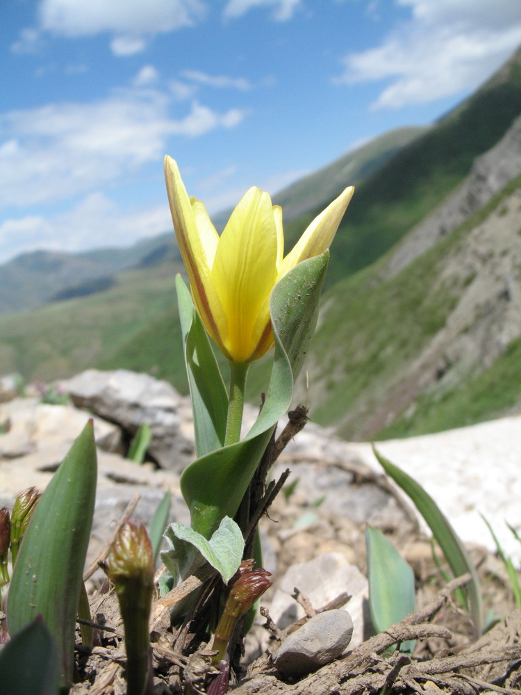 Изображение особи Tulipa berkariensis.