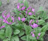 Primula patens