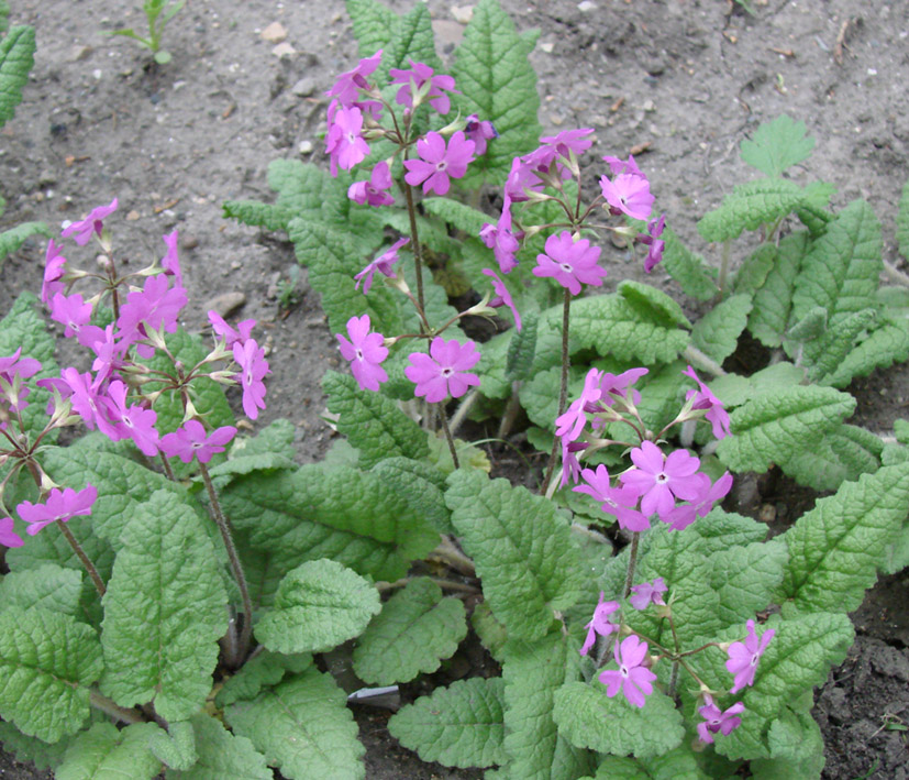 Image of Primula patens specimen.