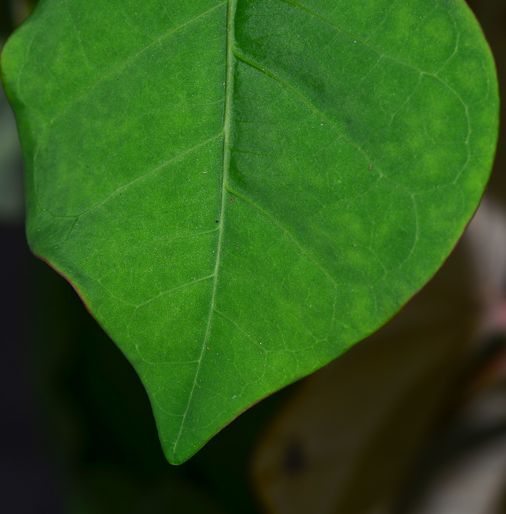 Изображение особи Jatropha podagrica.