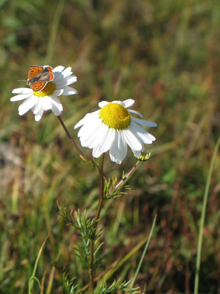 Image of Tripleurospermum ambiguum specimen.