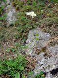 Scabiosa bipinnata. Цветущее растение. Карачаево-Черкесия, гора Шоана, каменистый склон. 27.07.2014.