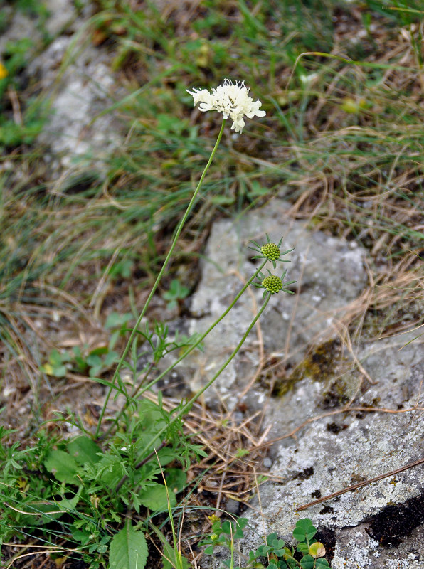 Image of Scabiosa bipinnata specimen.
